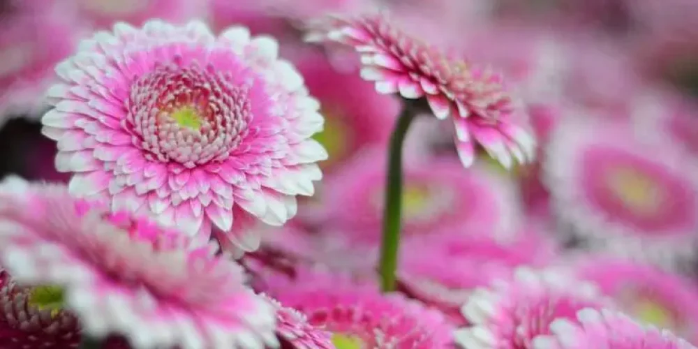 428-7-slider-gerberas-pink-2